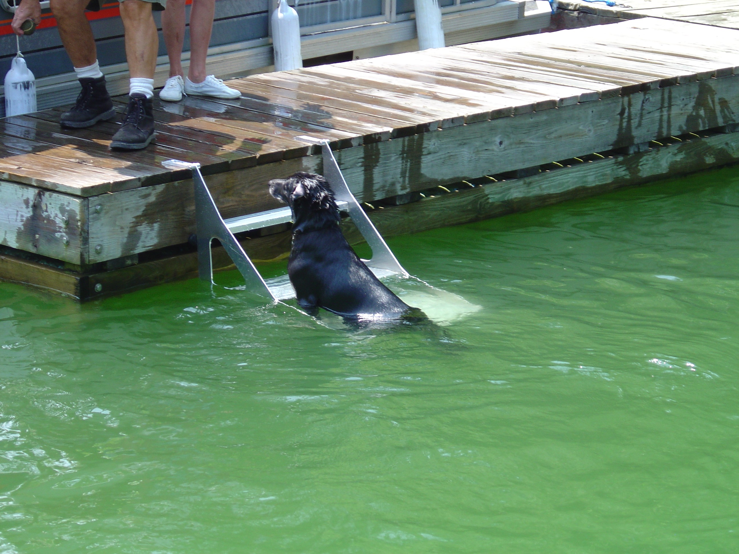 Home / Boat &amp; Dock Ladders / Dog Step Dock Ladder