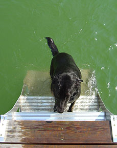 dog step dock ladder swim dogs pet safety marine