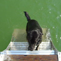 dog ladder for dock