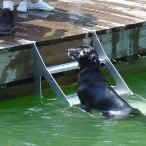 Dog Step Ladder