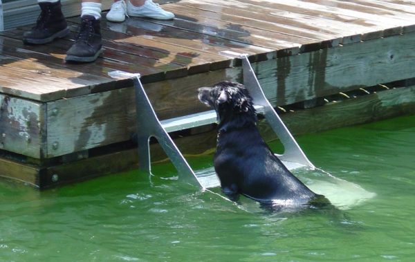 Dog Step Ladder