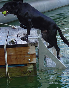 dog step